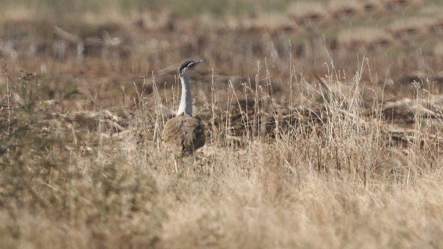 Rewilding, artificial insemination, population study; Rs 56 crore approved for next phase of Bustard conservation