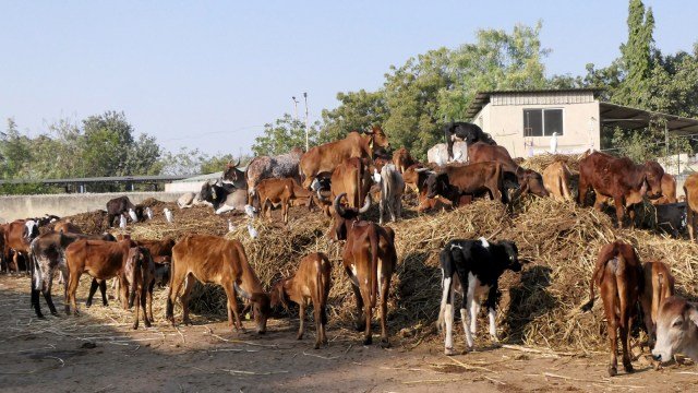 Families alleged ‘mob lynching’, but police chargesheet says cow transporters ‘jumped to their deaths’